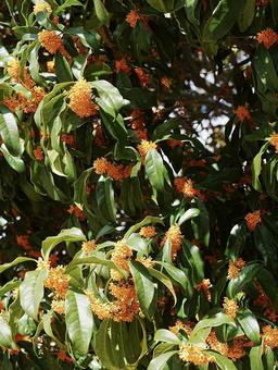金木犀 金木犀,キンモクセイ,秋の写真素材