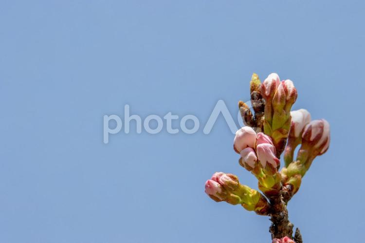 風景素材　咲き始めた鮮やかな桜の花 風景,桜,ソメイヨシノの写真素材