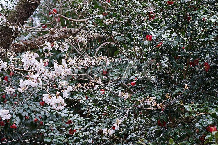 諭鶴羽ダム63　ダム湖周回道路　桜と椿 兵庫県,南あわじ市,諭鶴羽ダムの写真素材