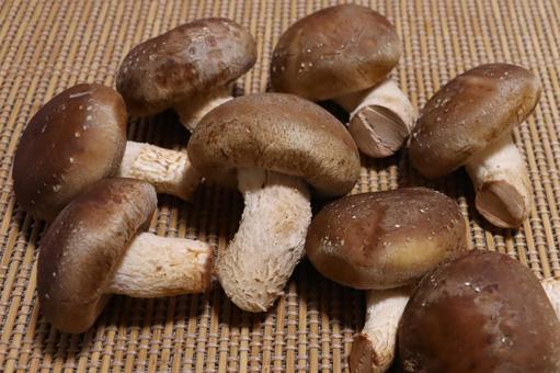 おいしそう 肉厚な生椎茸 おいしそう 肉厚な生椎茸の写真