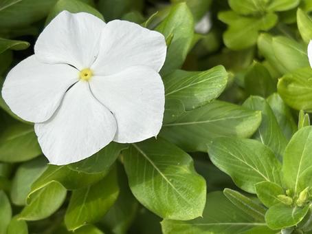 花(ホワイト) 花(ホワイト) 花,自然,植物の写真素材