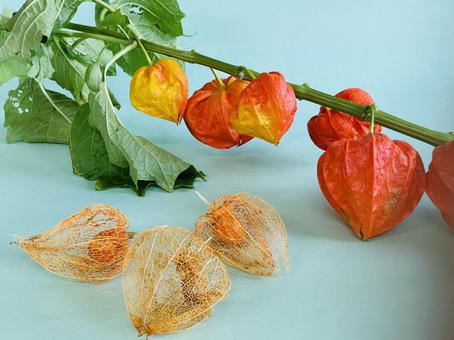 夏の風物詩|鮮やかに色づいたほおづき 夏の風物詩|鮮やかに色づいたほおづきの写真