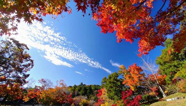 秋の紅葉と青空の自然のフレーム 秋の紅葉と青空の自然のフレームの写真