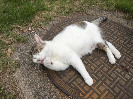 くつろぐ猫② くつろぐ猫②の写真