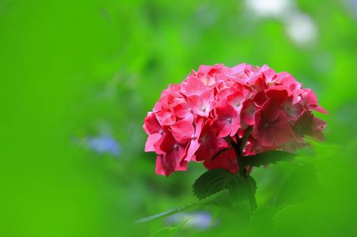 紫陽花-1 紫陽花-1の写真