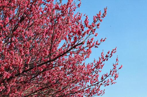 青空に映える紅梅 青空に映える紅梅の写真