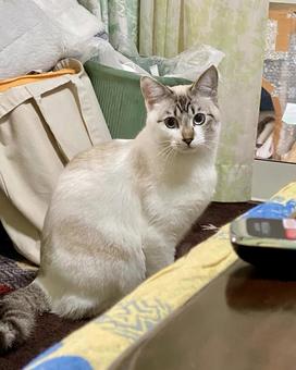 室内でお座りするシャムミックス猫様 室内でお座りするシャムミックス猫様 猫,シャムトラ,微睡むの写真素材