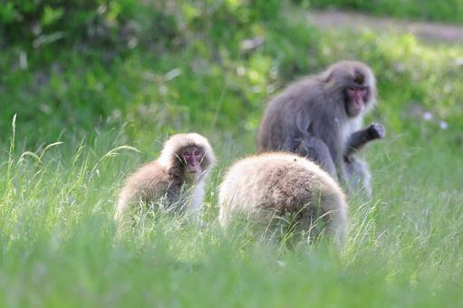 Photo, japanese macaques, monkey, ape, 