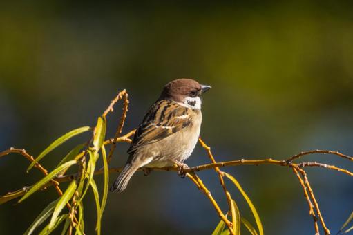 枝にとまるスズメ 枝にとまるスズメ スズメ,雀,鳥の写真素材