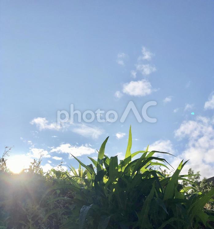 初夏の青空と草むらと朝日 空,青空,朝日の写真素材