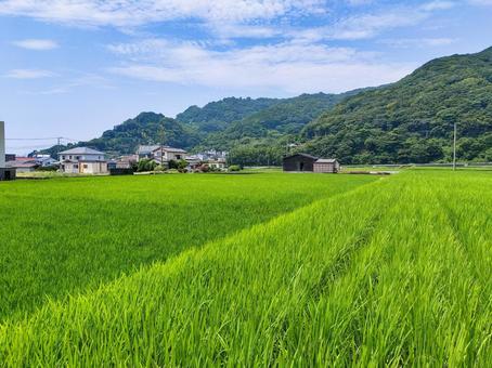 静岡県伊豆市小土肥の田んぼの風景 静岡県伊豆市小土肥の田んぼの風景 水田,田圃,稲作の写真素材