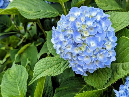 水色の紫陽花 水色の紫陽花 植物,あじさい,花の写真素材