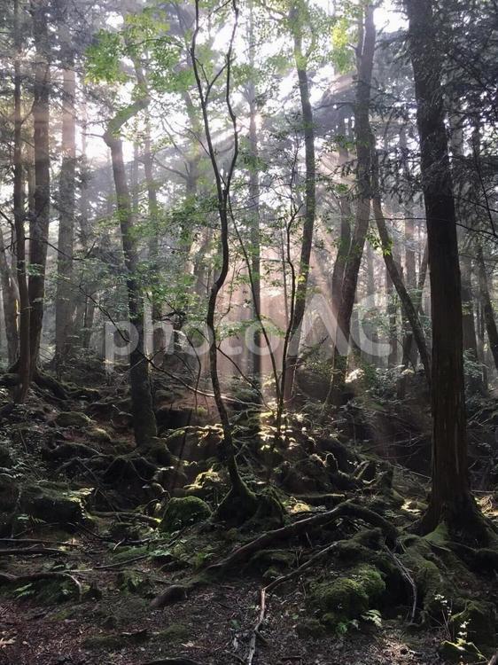 木漏れ日 山道,木漏れ日,樹海の写真素材