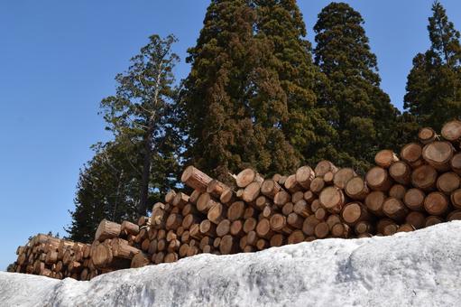 切り出された杉の丸太 降雪風景 杉の丸太,丸太,杉の木の写真素材