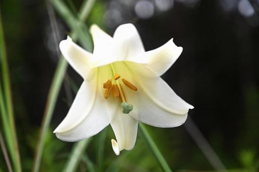 ユリの花を前から大きく接写しました ユリの花を前から大きく接写しましたの写真