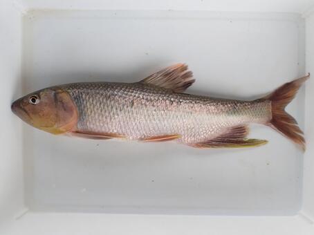 婚姻色がでたハスのオス(川魚) 川魚,ハス,日淡の写真素材
