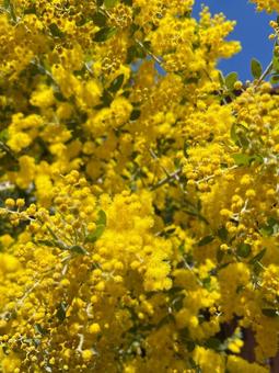 パールアカシア(ミモザ)の写真