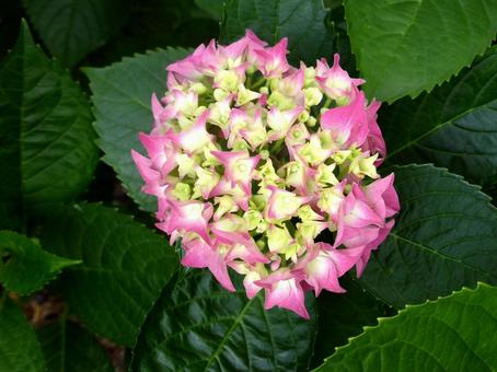 ピンク色が出始めた花壇のアジサイ アジサイ,花,植物の写真素材