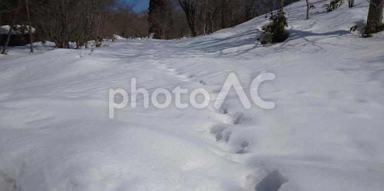 天気のいい雪原の獣の足跡 冬,雪,積雪の写真素材