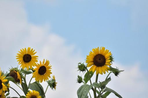 青空とひまわり 青空とひまわり ひまわり,夏,花の写真素材