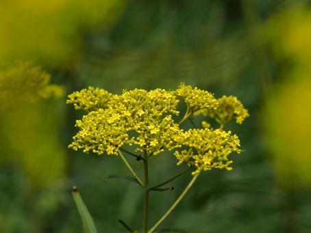 オミナエシ オミナエシ,秋,秋の七草の写真素材