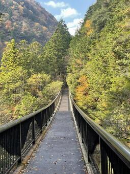 錦秋の渓谷 山,森,川の写真素材