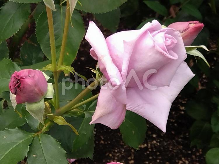 花・ブルー シャトー 中之島公園,中之島バラ園,バラ園の写真素材