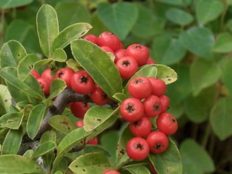 Photo, leaf, kazan demari, red fruit, 