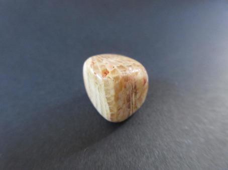 Photo, coral, fossil, mineral, 