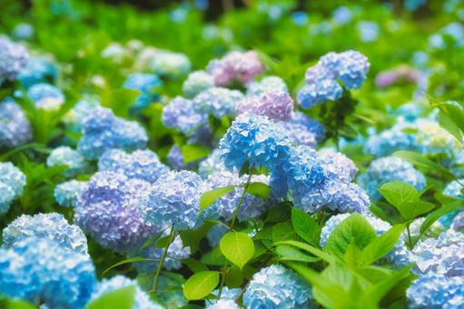 アジサイ 紫陽花 あじさい アジサイ 紫陽花 あじさいの写真