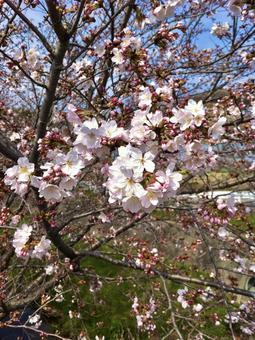 桜の花 桜,花,春の写真素材