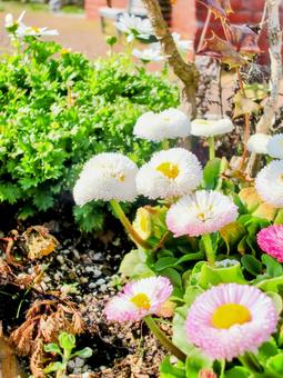 花 花の写真