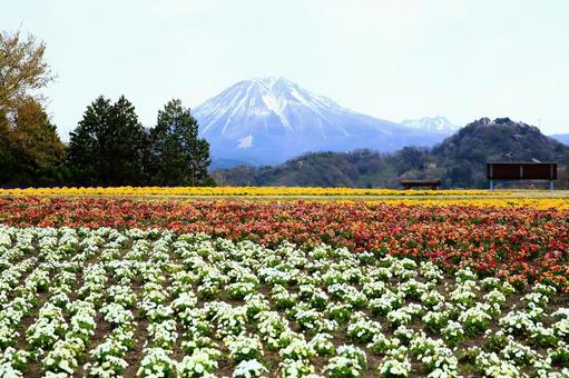 春の花壇と伯耆富士(横バージョン) 春の花壇と伯耆富士(横バージョン)の写真