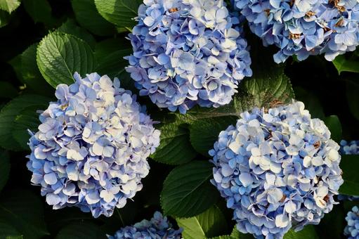 紫陽花 紫陽花 紫陽花,アジサイ,夏の写真素材