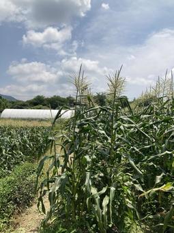 とうもろこし とうもろこし,収穫,夏の写真素材