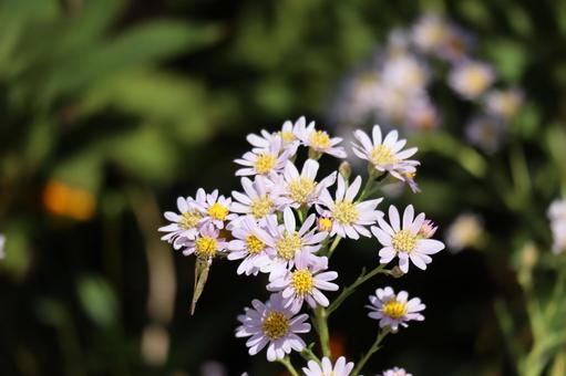 虫のとまる紫色のシオンの花のアップの写真