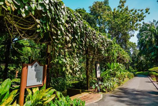 【シンガポール】植物園オーキッドガーデン ナショナル,オーキッドガーデン,ガーデンの写真素材