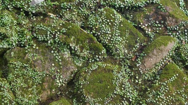 苔むした石垣 苔むした石垣の写真