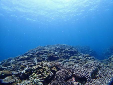 沖縄の海　ダイビング ダイビング,スキューバダイビング,海の写真素材