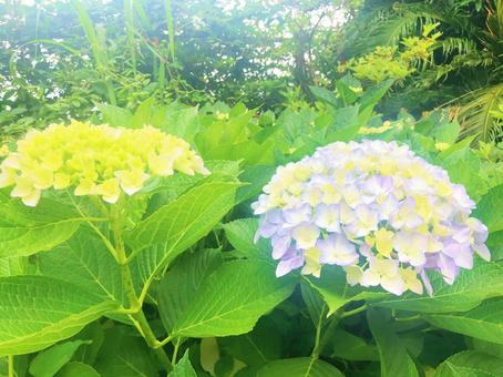 紫陽花 紫陽花の写真