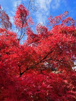 紅葉 もみじ,紅葉,イロハモミジの写真素材