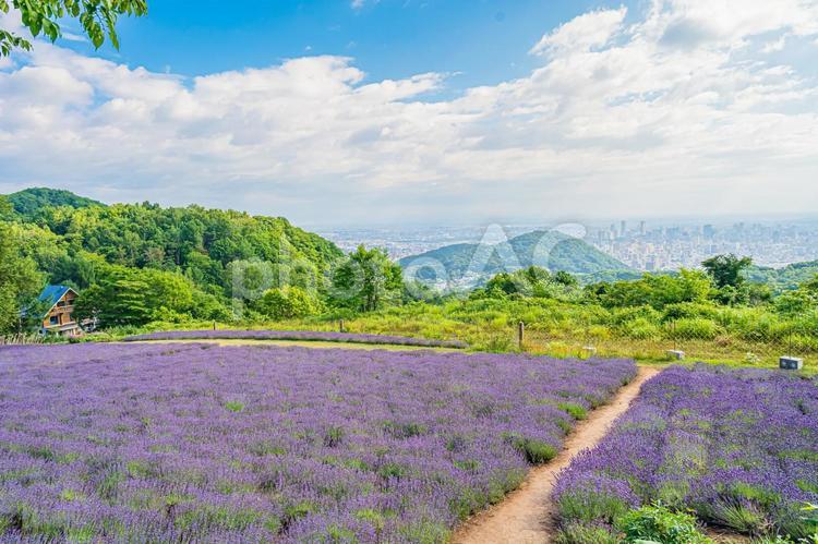 北海道　札幌市　幌見峠のラベンダー畑 北海道,札幌,札幌市の写真素材