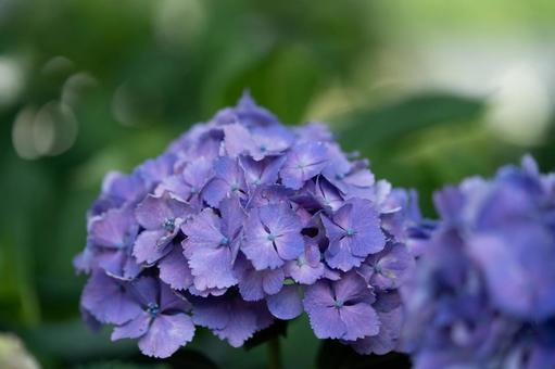 Hydrangea, JPG Hydrangea, JPG
