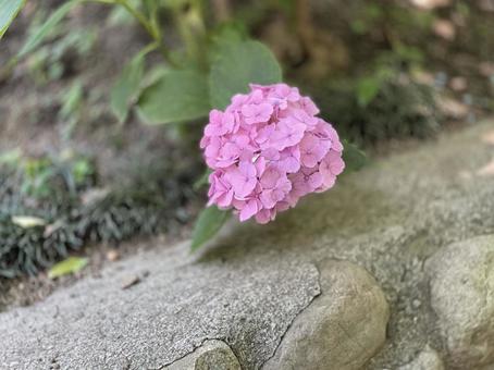 Photo, hydrangea, poor, purple, 