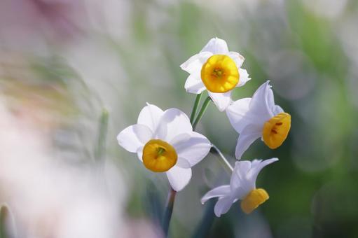 春の庭に咲く白い水仙の花 春の庭に咲く白い水仙の花 スイセン,花,水仙の写真素材