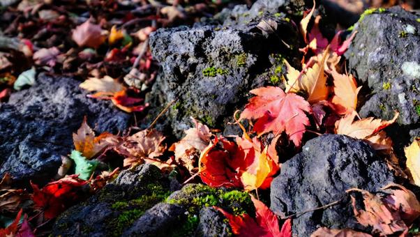 岩の上に落ちた落ち葉 風景,植物,葉っぱの写真素材