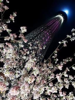 スカイツリーと桜 スカイツリーと桜の写真