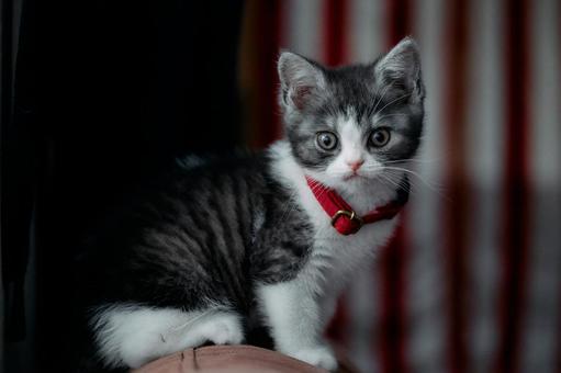 ソファーの背にのる子猫 ソファーの背にのる子猫,猫,子猫の写真素材