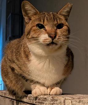 待ちぼうけの茶トラ ねこ,生き物,のらねこの写真素材