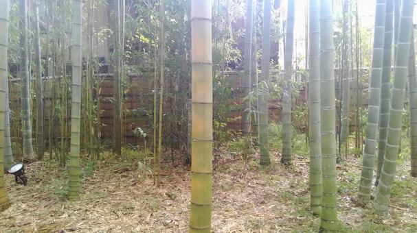 竹林の中の写真